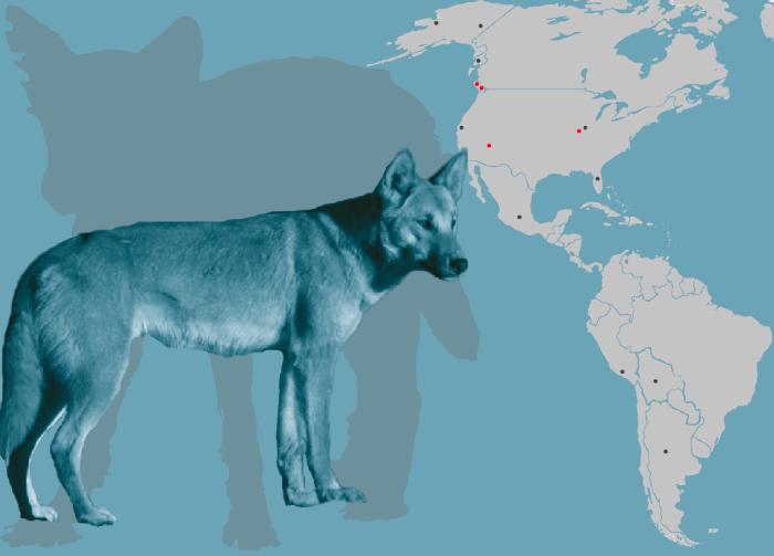 Ancient Dog Remains in the Americas