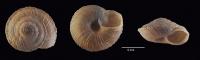 Xerocrassa montserratensis