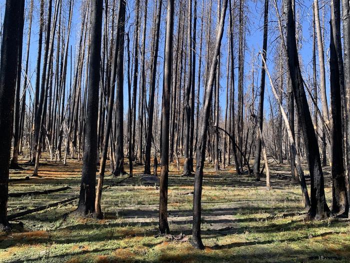 Dixie Fire burn area two years later