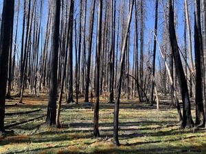 Dixie Fire burn area two years later