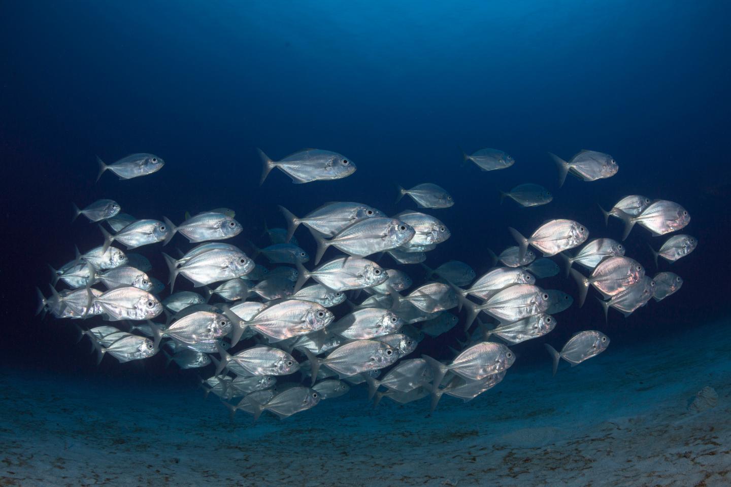 Fish Schooling