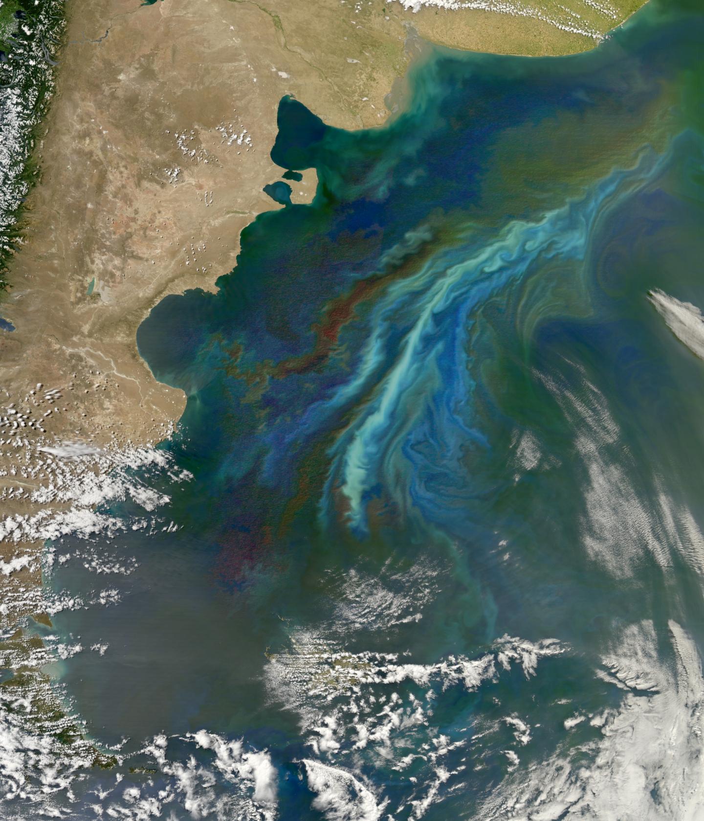 Plankton Colonies Collide