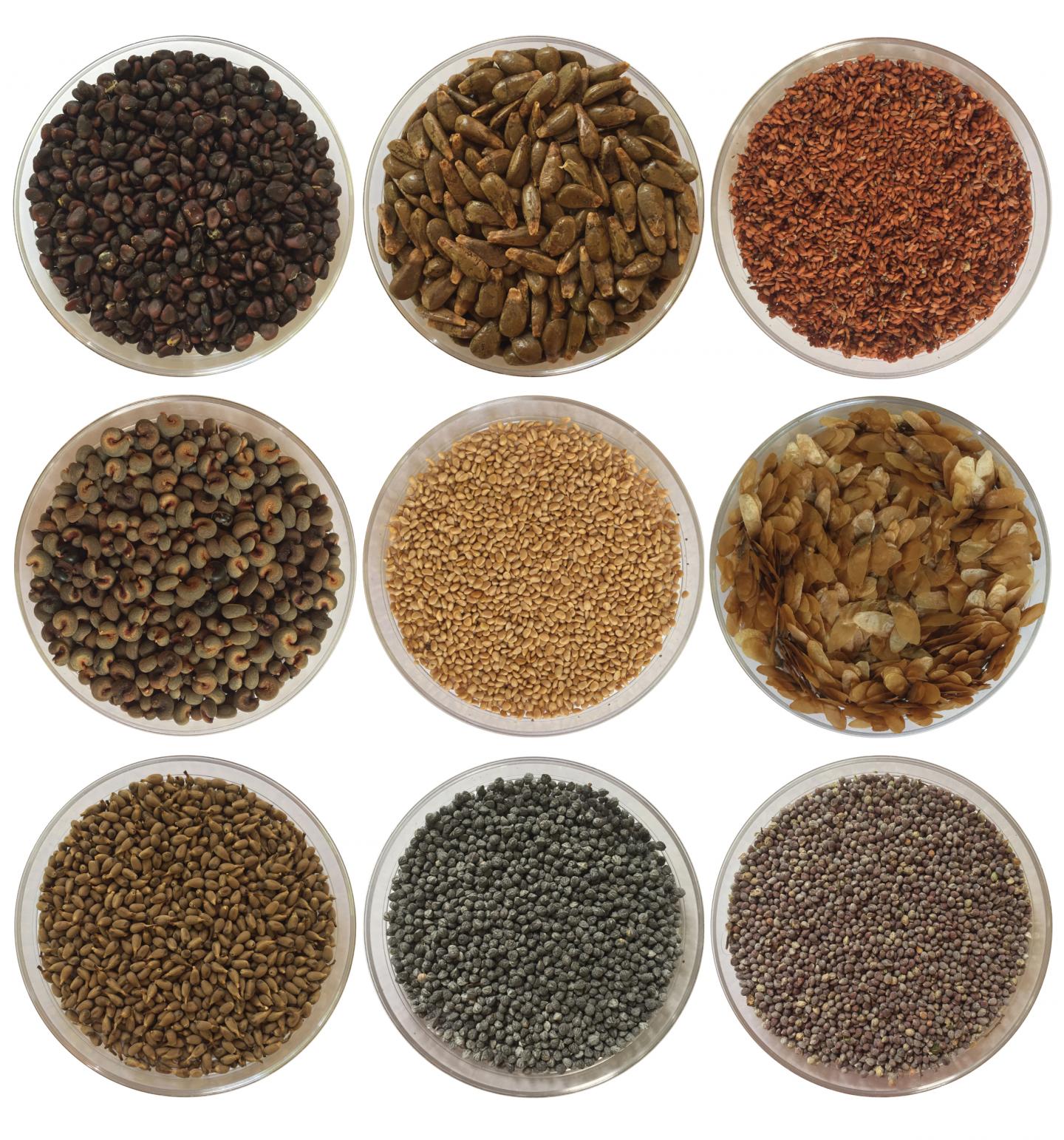 Tropical Tree Seeds