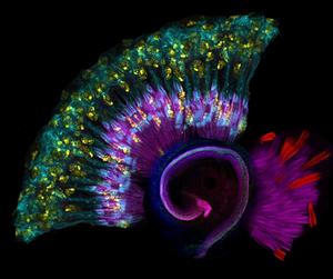 Mouse cochlea