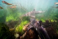 Soupfin sharks
