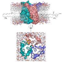 MGST2 enzyme