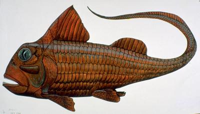 Straight From the Mouths of the Most Primitive Jawed Vertebrates (2 of 4)