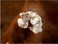 Sarcoid Tumor