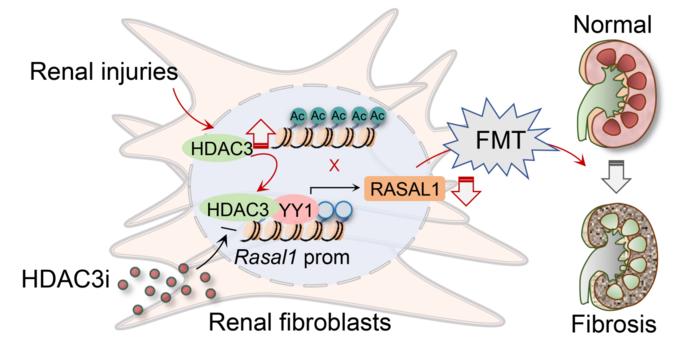Figure 1. Schematic illustration of HDAC3- and YY1-mediated epigenetic repression of RASAL1 during fibroblast activation and renal fibrosis.