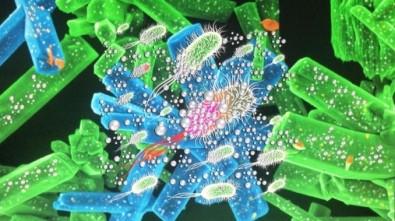 Antifungal and Antitumor Properties