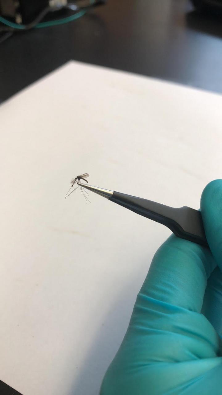 Mosquito