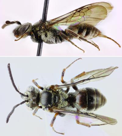 <i>Chiasmognathus batelkai</i>