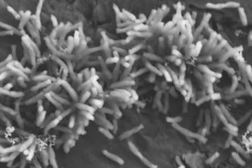 Photoferrotrophs Produce a PioAB Electron Conduit for Extracellular Electron Uptake