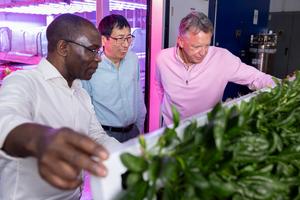 Pythium tolerance in spinach research