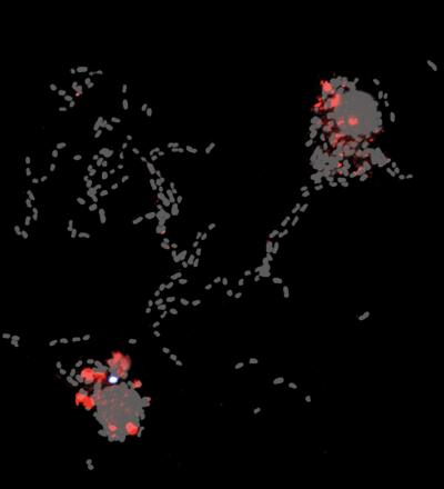 <I>Yersinia</I> Infecting Macrophages