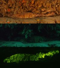 Swell Shark in Varying Light