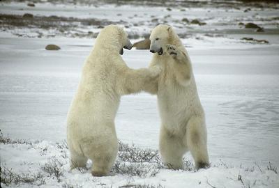 Polar Bears