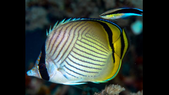 Butterflyfish