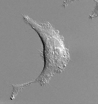 Cell Reacts in Real Time