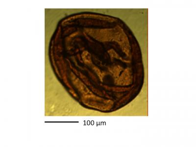 Acritarch Stand-In for Martian Microfossil