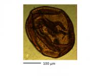 Acritarch Stand-In for Martian Microfossil