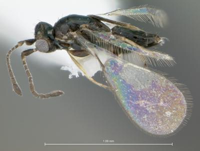 <i>Gonatocerus ater</i>