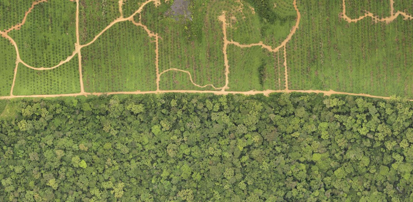 Palm Oil Plantation