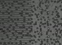Microdroplets Lining Up for Analysis
