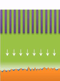 Figure A | True dendrites