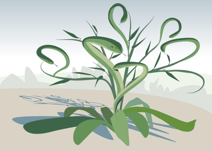 Plant Defenses Increase with Clipping