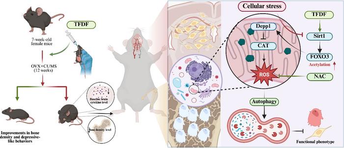 A mouse model for studying postmenopausal depression and osteoporosis at the same time