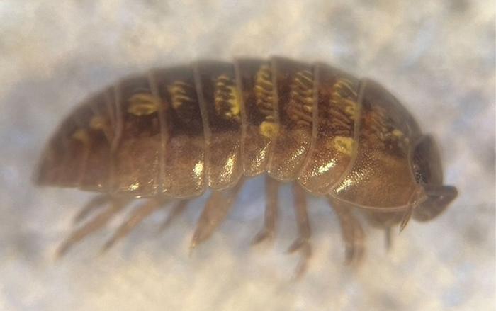 Armadillidium vulgare