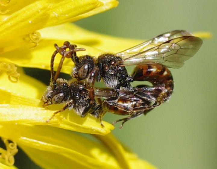 Insertion Phase of Copulation