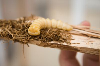 Beetle Larva