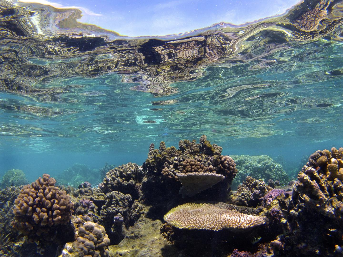 Coral Reef