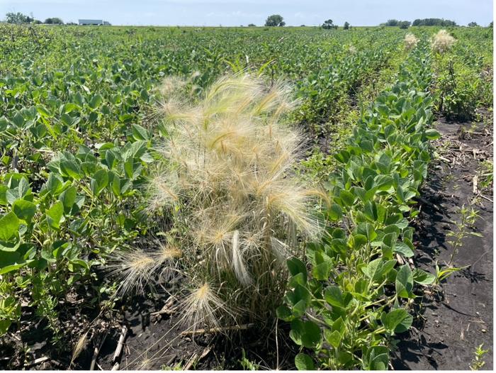 Closeup of a Foxtail Barley Plant