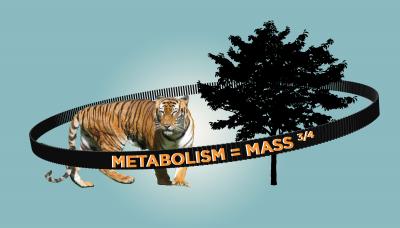 Kleiber's Law, Tiger and Tree