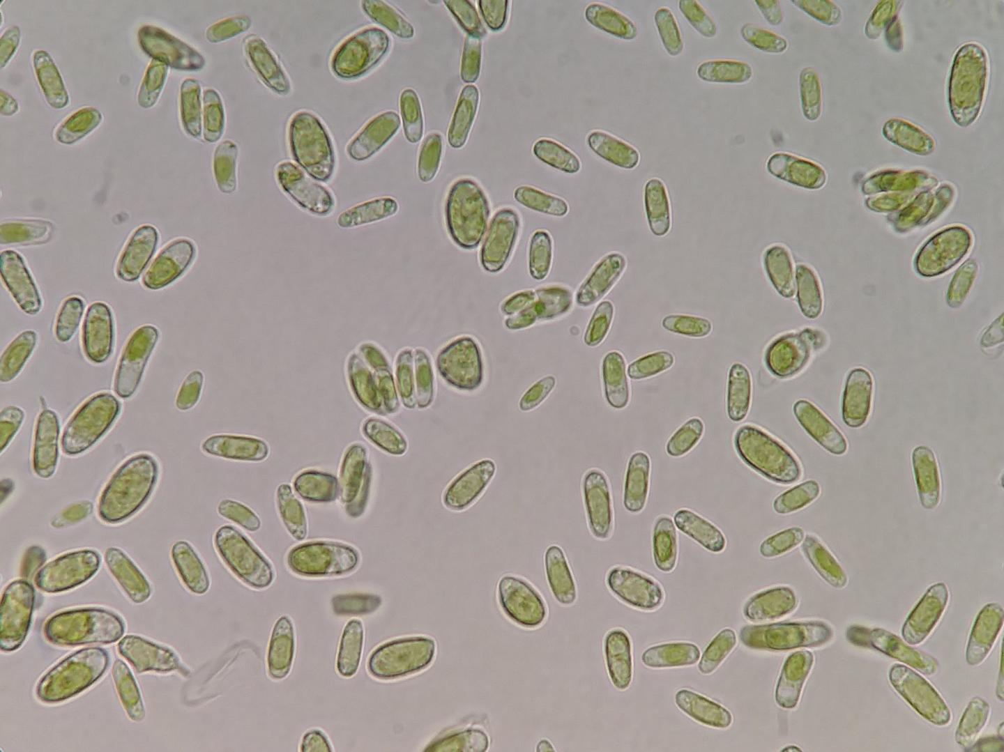 Green Algae