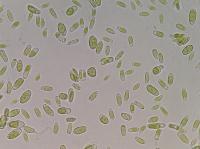 Green Algae