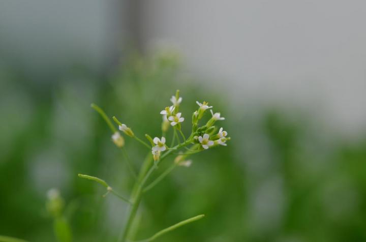Thale Cress