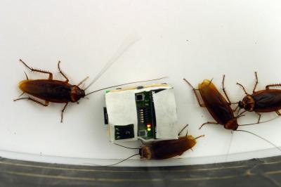 Robotic Cockroaches Control Group Behavior (2 of 4)