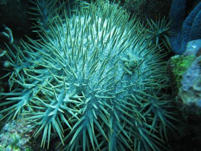 Crown of Thorns Starfish