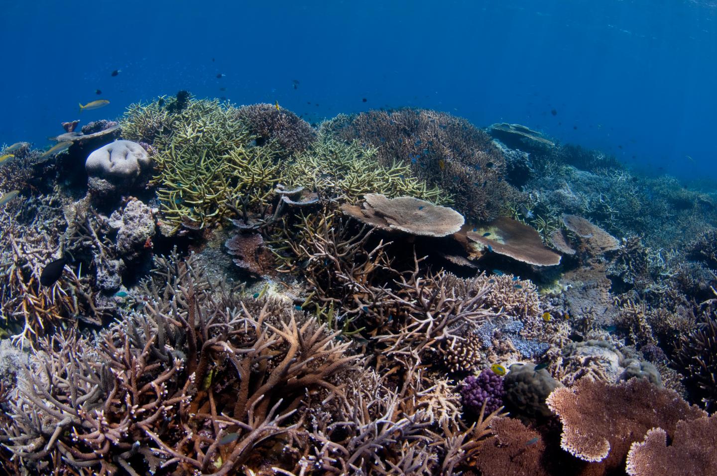 The Great Barrier Reef