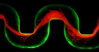 Formation of Biofilm Streamers (1 of 2)