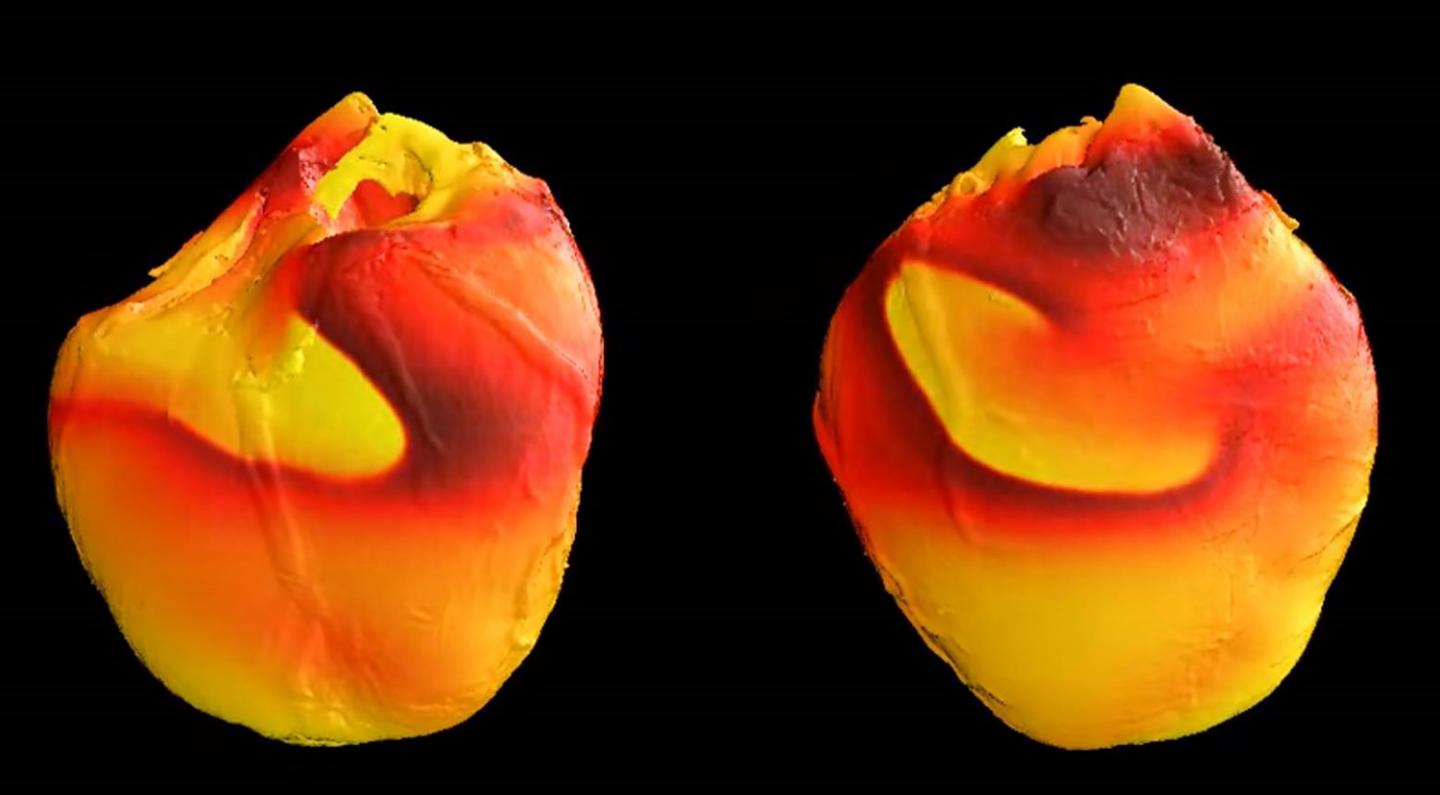 Fibrillation in Animal Heart
