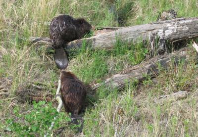 Busy Beavers Can Ease Drought