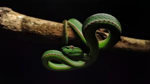 A Bothrops-species snake