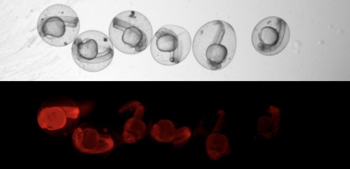 Scars in the Genome
