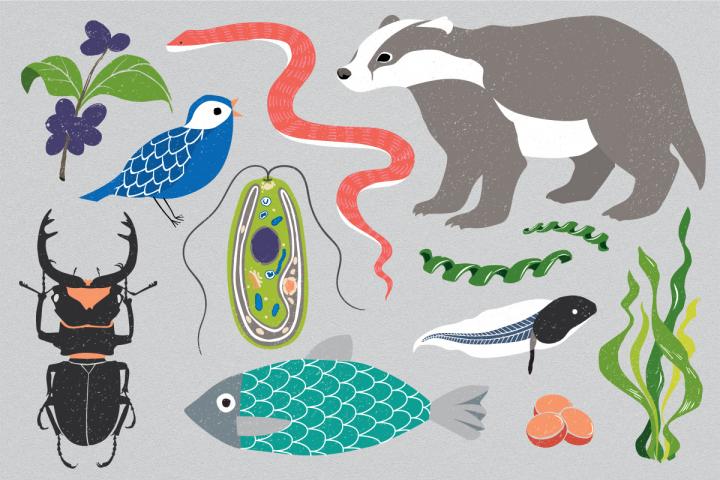 Earth BioGenome Project
