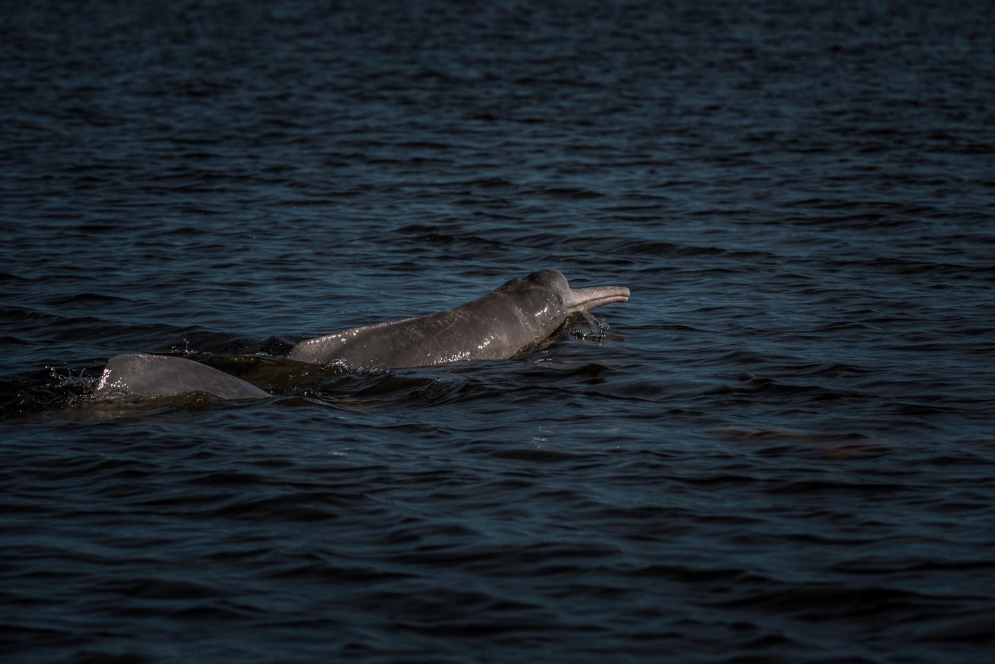 COLOMBIA : Orinoco River River Dolphins: PUERTO CARRE&Ntilde;O, COLOMBIA